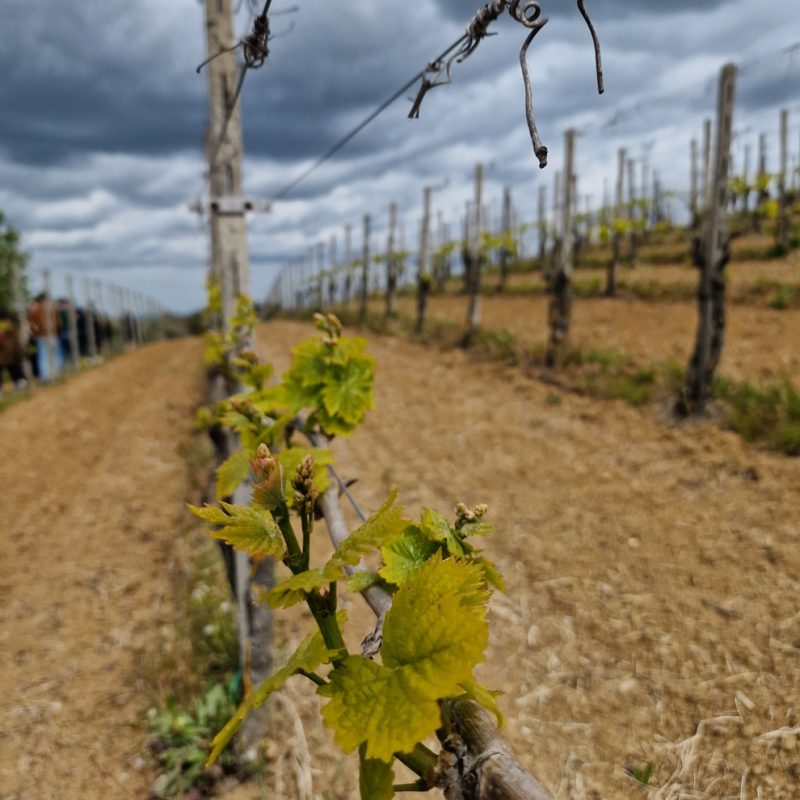 Inviata speciale al blind blogger&nbsp;tasting