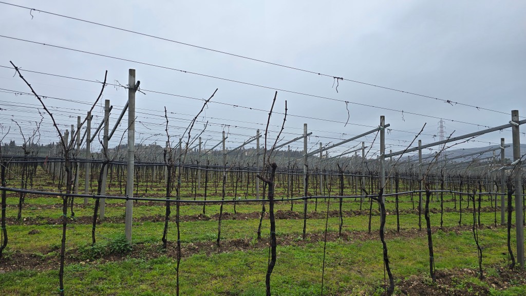 BUGLIONI: uno sguardo al futuro partendo dalla&nbsp;tradizione