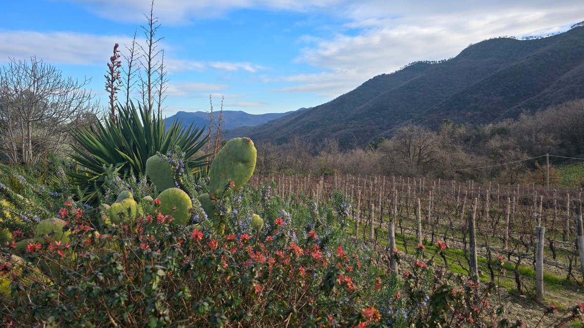 BRUNA e ALESSANDRI: 50 sfumature di&nbsp;Pigato