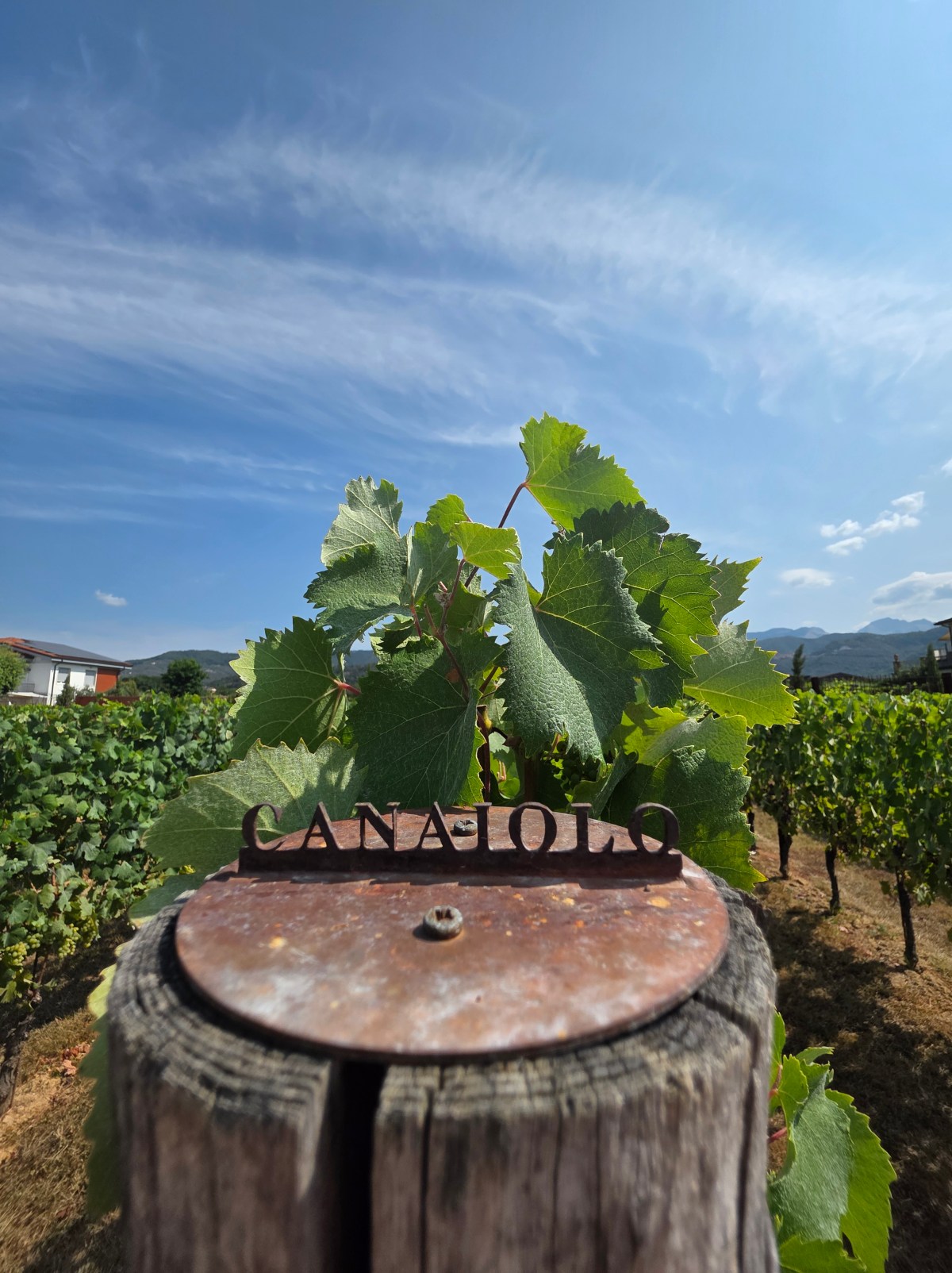 Cantine Lunae Bosoni una storia d’amore tra l’uomo, la natura e il&nbsp;tempo